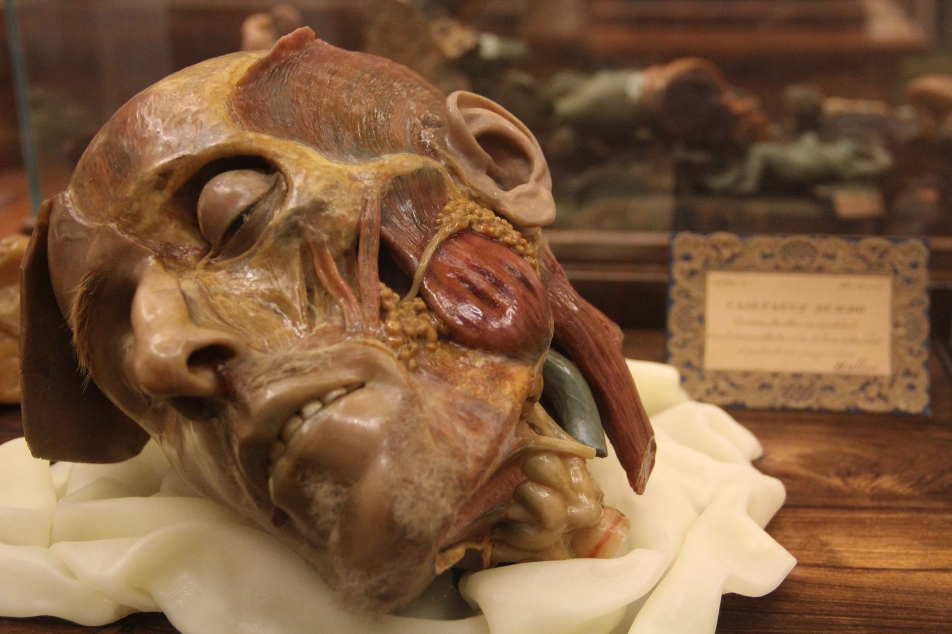 La Specola, The Natural History Museum of the University of Florence (12).JPG